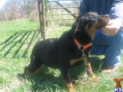 Dogs for Sale in MO