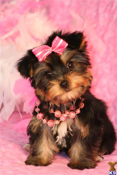 Puppies in MS