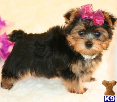 Puppies in MS