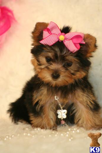 Puppies in MS