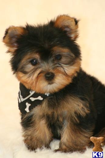 Puppies in MS