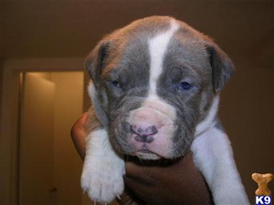 Puppies in Conyers