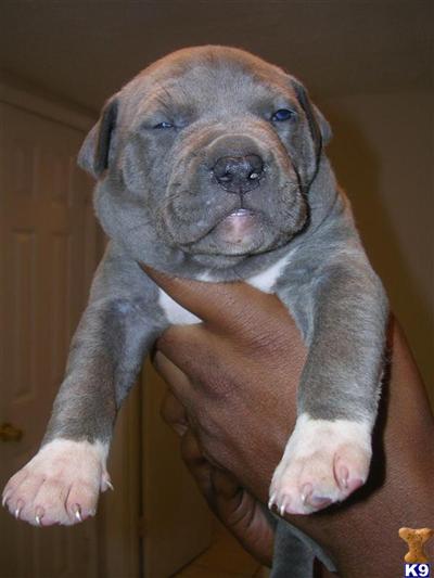 Puppies in Conyers