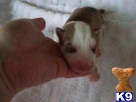 Siberian Husky Puppies in TX