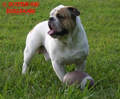 Stud Dogs in TN