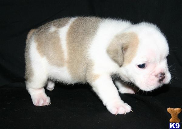 Puppies in Hampshire