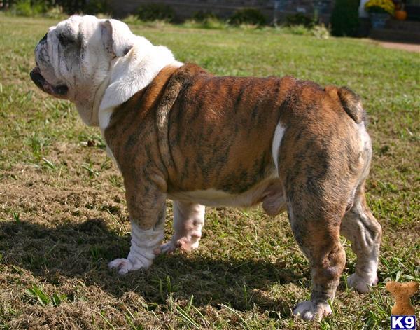 Stud Dogs in TN