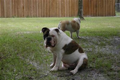 Stud Dogs in TN