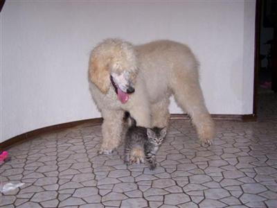 Dogs - Poodle