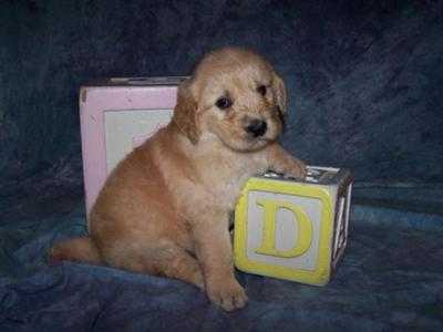 Goldendoodles Puppies for Sale