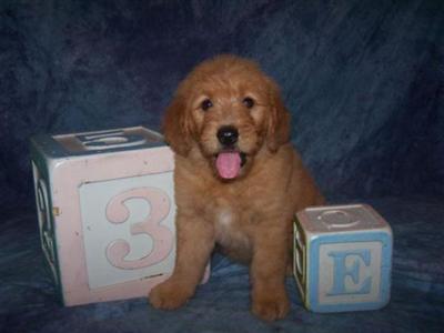 Goldendoodles Puppies for Sale
