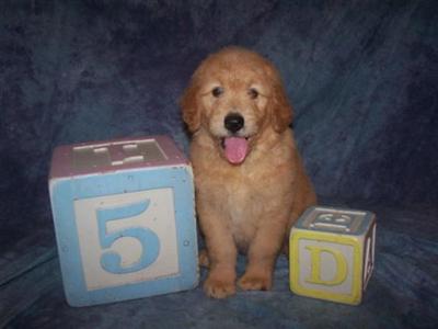 Goldendoodles Puppies for Sale