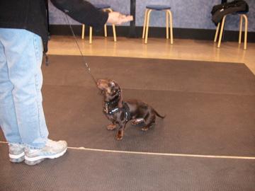 Stud Dogs - Dachshund