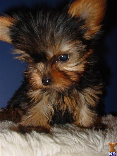 Yorkshire Terrier Puppies in TX
