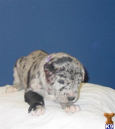 Great Dane Puppies in TX