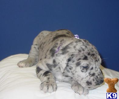 Great Dane Puppies in TX