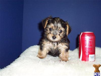 Yorkshire Terrier Puppies in TX