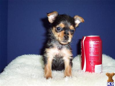 Yorkshire Terrier Puppies in TX