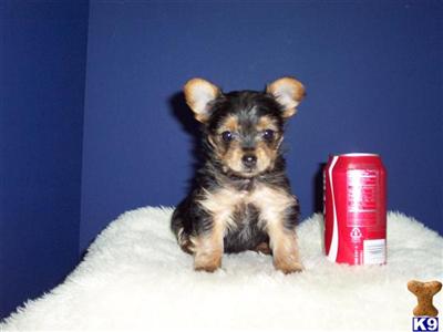 Yorkshire Terrier Puppies in TX