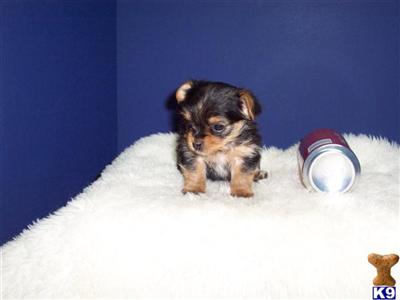 Yorkshire Terrier Puppies in TX