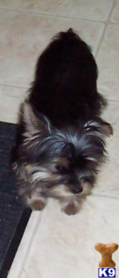 Yorkshire Terrier Puppies in TX