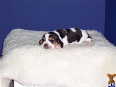 Basset Hound Puppies for Sale
