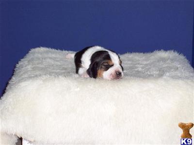 Basset Hound Puppies for Sale