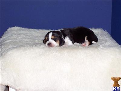 Basset Hound Puppies for Sale