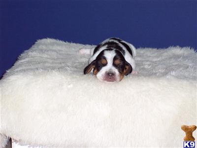 Basset Hound Puppies for Sale