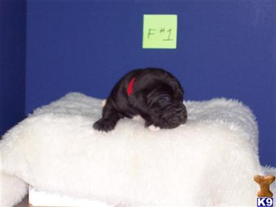 Great Dane Puppies in TX