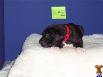 Great Dane Puppies in TX