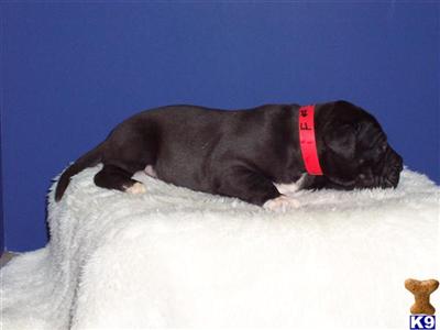 Great Dane Puppies in TX