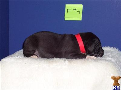 Great Dane Puppies in TX