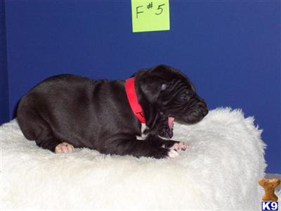 Great Dane Puppies in TX