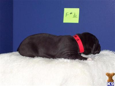 Great Dane Puppies in TX