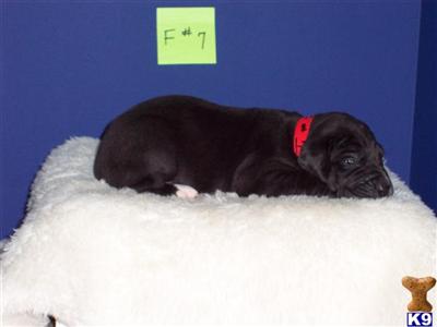 Great Dane Puppies in TX