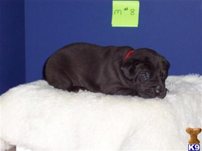 Great Dane Puppies in TX
