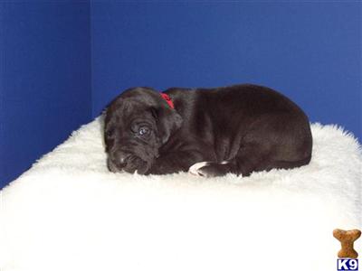 Great Dane Puppies in TX