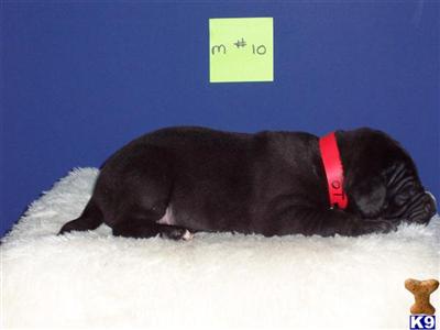 Great Dane Puppies in TX