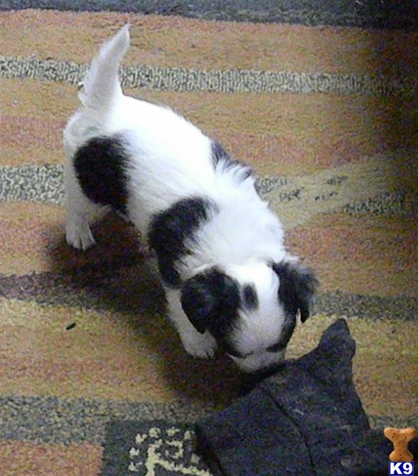 Chihuahua Puppies in TX