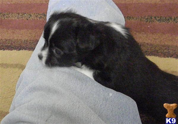 Chihuahua Puppies in TX