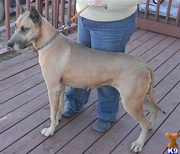 Dogs - Great Dane