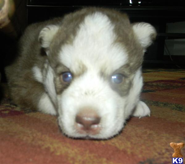 Dogs - Siberian Husky