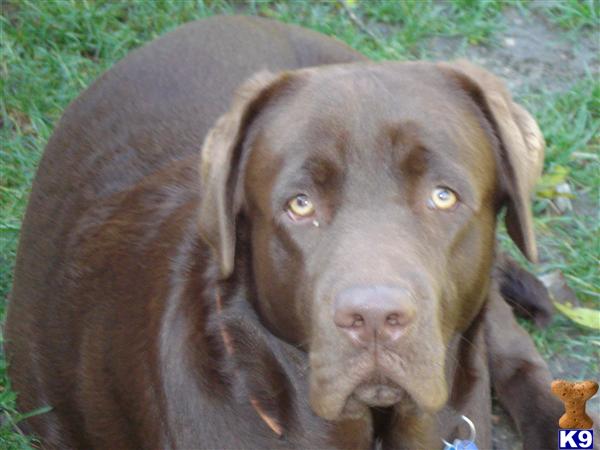Stud Dogs in IL