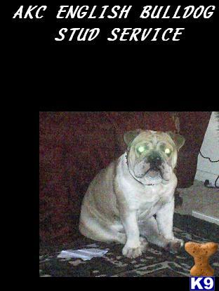 Stud Dogs - English Bulldog