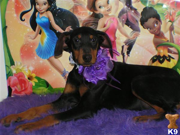 Puppies in Hesperia