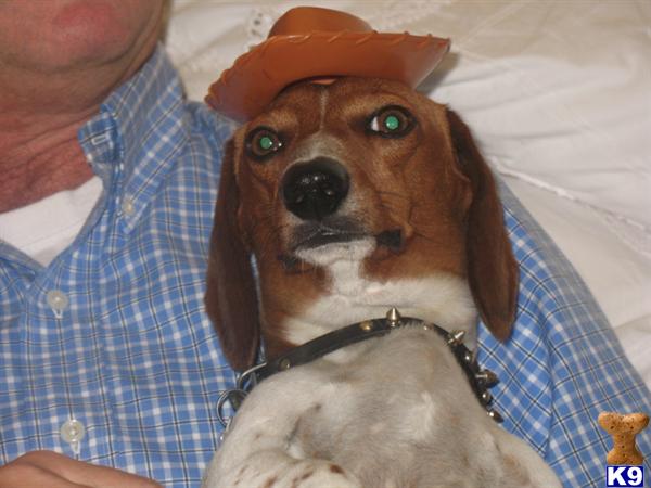 Stud Dogs - Dachshund