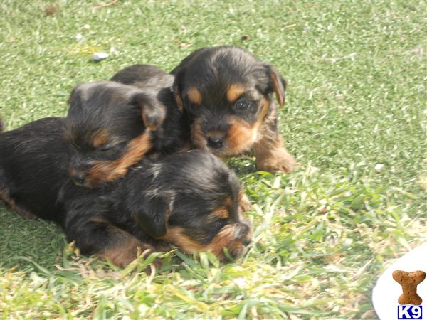 Puppies in Sacramento