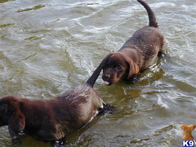 Labrador Retriever Puppies in FL