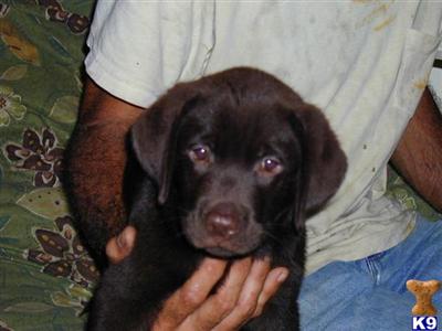Labrador Retriever Puppies in FL
